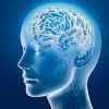 cerebro3